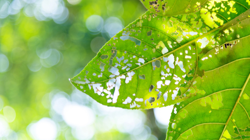 João Eustáquio De Almeida Junior analisa as estratégias mais eficientes de controle de pragas na agricultura e como aplicá-las de forma sustentável no campo.